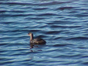 Winter waterfowl - Grebe